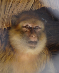 Parc ecologique Tafilelt bei Bounoura
